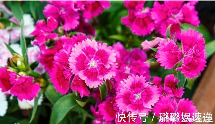 石竹|4种花适合养在电脑旁，防辐射，不担心变丑，对待新手很友好