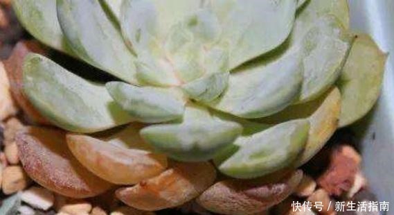 多肉植物枯叶一般是3个原因,第1个清理有惊喜,另外要注意3点!