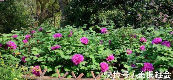 经验|20年的养花经验,告诉你4个绝技,保证养花不死