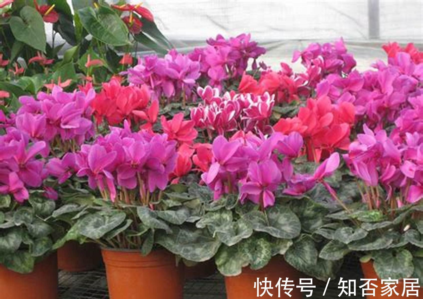 仙客来|养花，土壤不能积水，不然很容易阻碍根部的呼吸，让根系发生腐烂