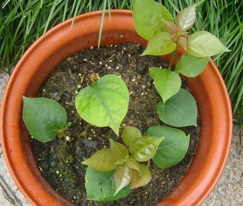 扦插|三角梅扦插总不活?吹口仙气,成活率翻倍,20天冒新芽