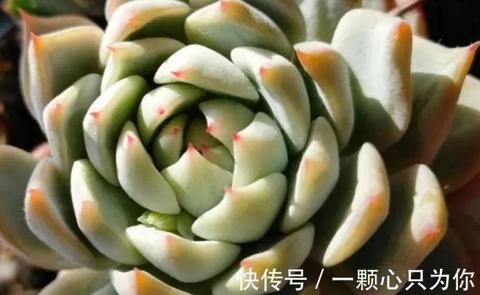 刚买的多肉植物怎么养才不会死,你需要做好这几件事