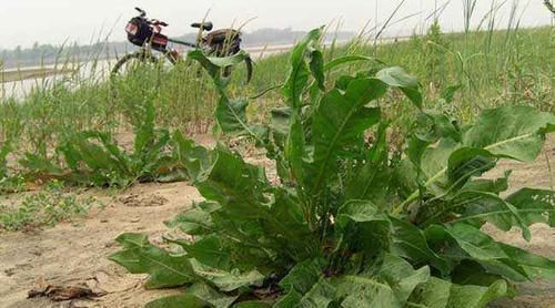 曾是农田一害草,让农民痛恨,如今成高级野菜,爽口酸溜