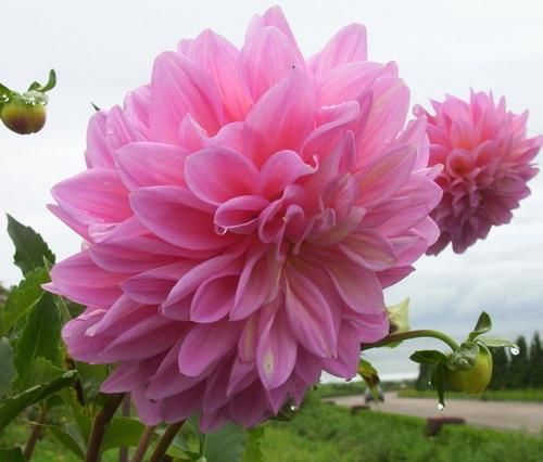 花朵|养花试试这几款，花色丰富，光照越充足，开出的花朵越多