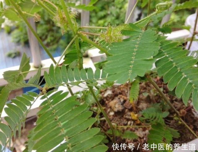 5种“有毒”花,室内不宜养,家里有的要注意,看看你家有吗!