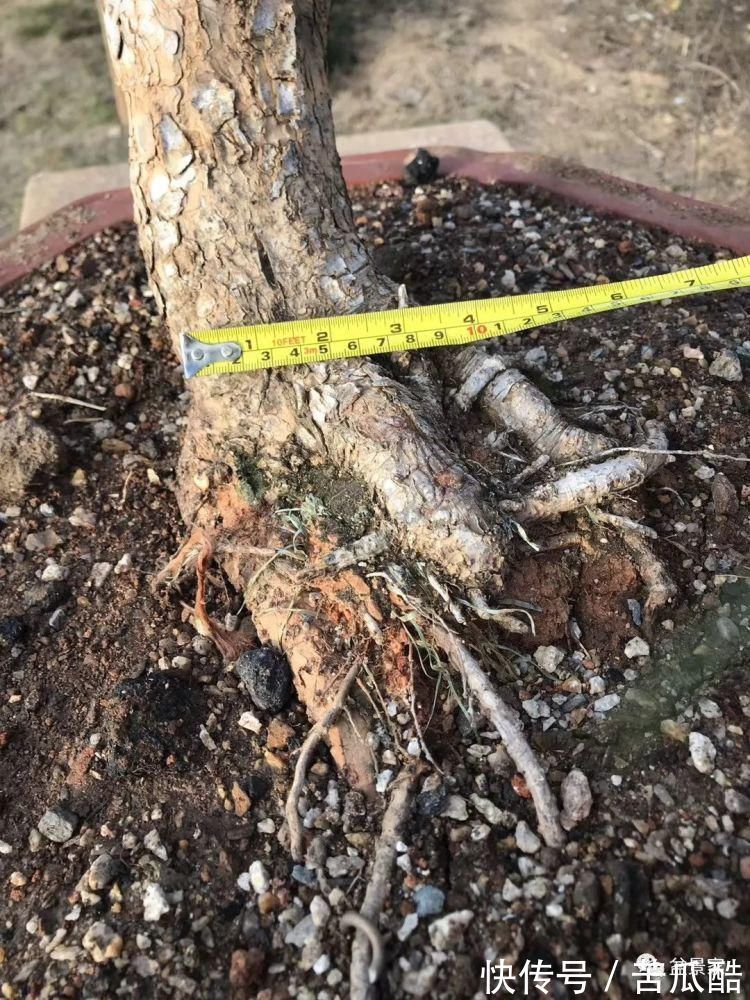 植物体|玩好盆景不容易，玩死它却是手到擒来