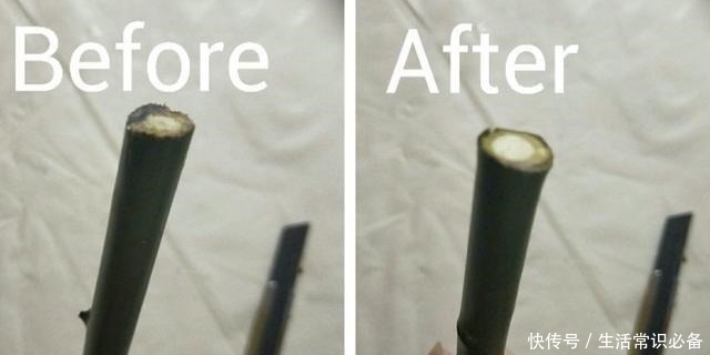 普通的月季苗，他养2年，变成一棵大花树，咋做到的！