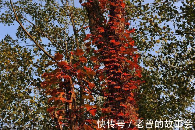 君子|《诗经》欣赏 周南 樛木