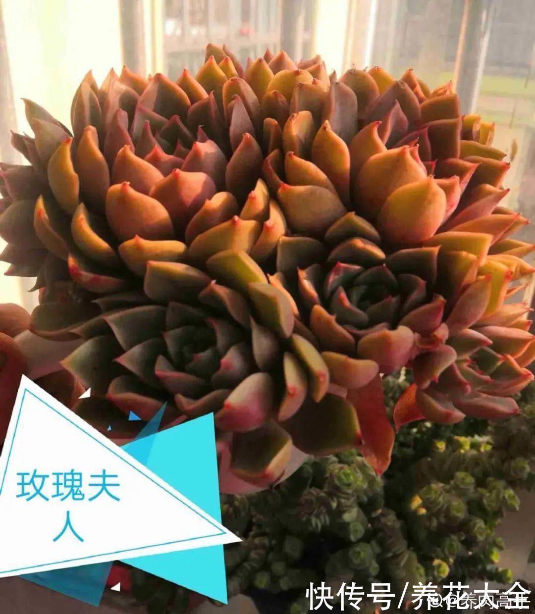 春天的多肉,长成一把大大扇子,看着就是爽