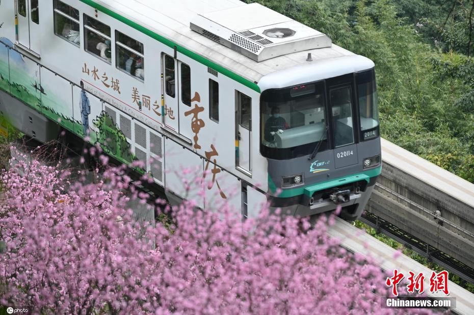 重庆|超美！重庆轻轨穿梭花海 如开往春天的列车