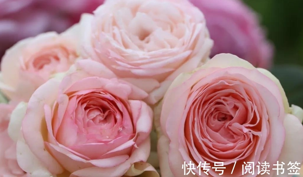 威基伍德|太热了，“粉龙”不开花，用这几个月季品种来弥补遗憾，真心不错