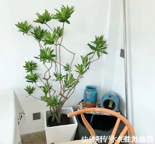 一种“吉祥竹”，清新典雅寓意好，家里养几盆，镇宅化煞保平安