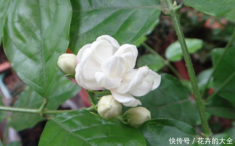 养花就养这“4”种,打理简单花期长,开花超漂亮