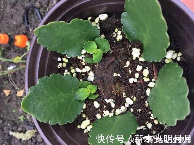 金钱树|养8种花,别花“冤枉钱”,掐1片叶子“扔土里”,几天就生根