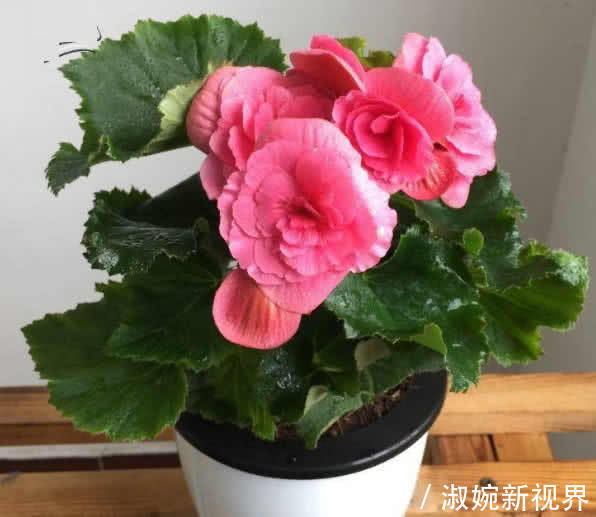 1种花,花大色艳,成双成对开放,花期长,家养一盆,看花半年