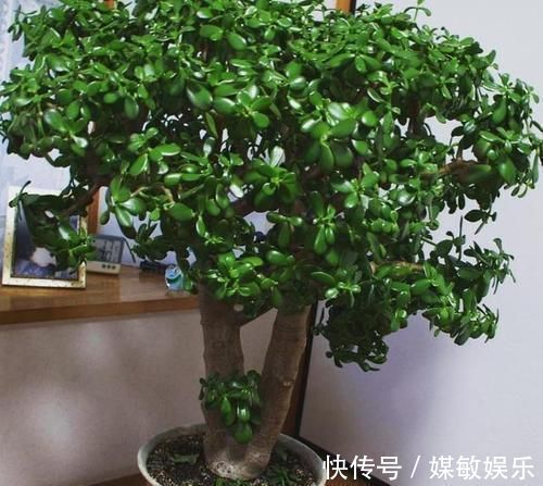 旱灾|4种花不能多浇水，少浇水反而不烂根，长得旺，是懒人盆栽的福音