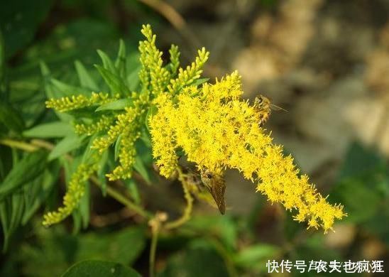 院子|若院子里长这5种草，不管多好看，看到了就铲除，留下是“祸害”