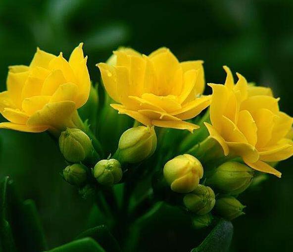 新手|老花匠“折磨”花有心得，花苞蹭蹭冒出来，不费心思新手都能操作