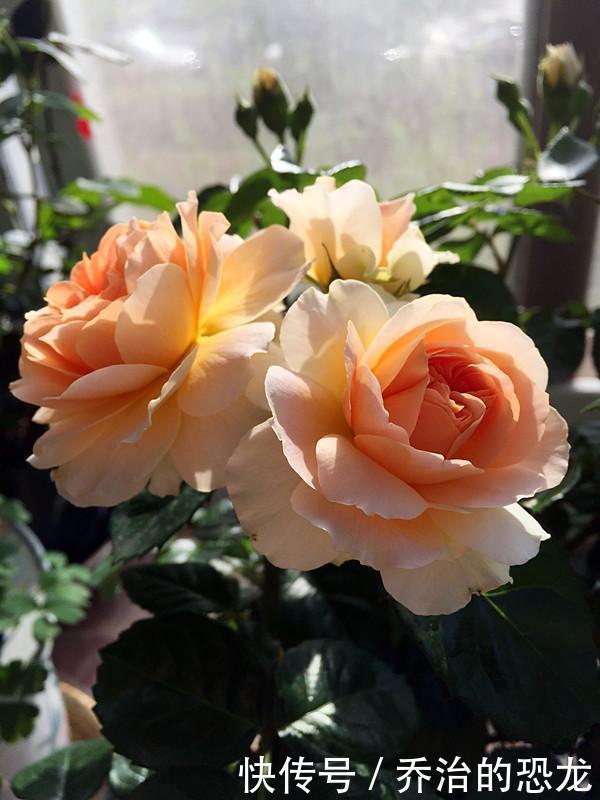 杏色|阳台养一株“杏色露台”,四季都有花看,赏花又闻香,种植也不难