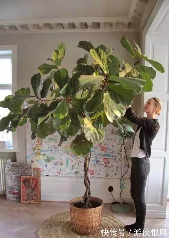 8种“招财树”,养在客厅里,高大笔挺,威武又气派,招财又旺宅