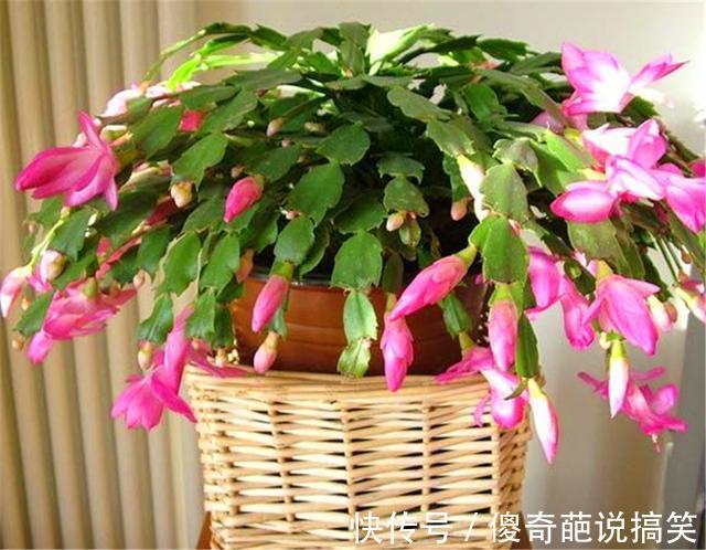 多肉也能花开爆盆，3种多肉人称“开花机器”，开花勤快又娇艳