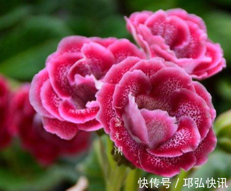 浸盆|4种娇气花,就怕“当头灌”,叶片沾水就烂,浇水要谨慎