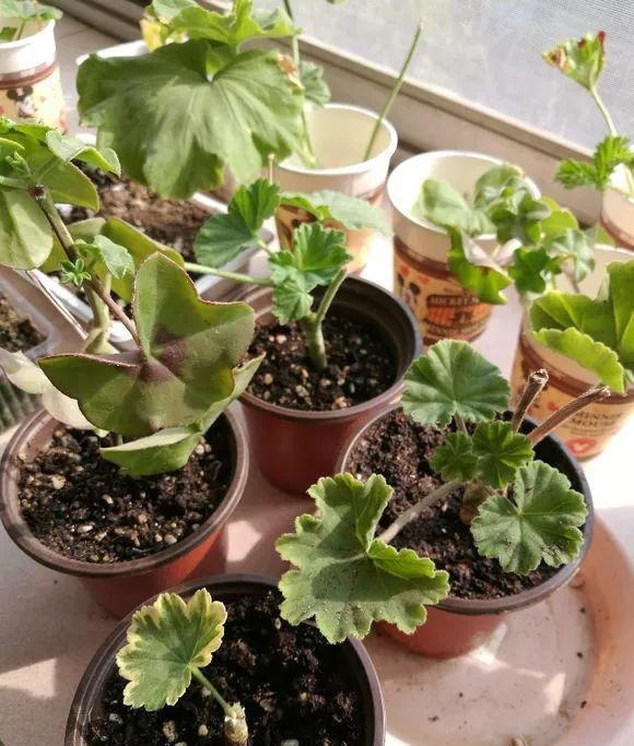 3种枝条泡水里，10天长根，一次开花100朵，水培成活率更高！