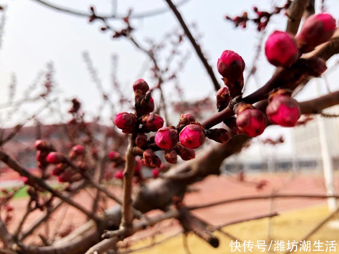 潍坊光正实验学校：校园里的那些花儿