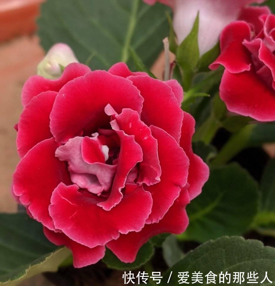 3种花,真的不怕寒冷,零度也能开花、很灿烂花很多特别美