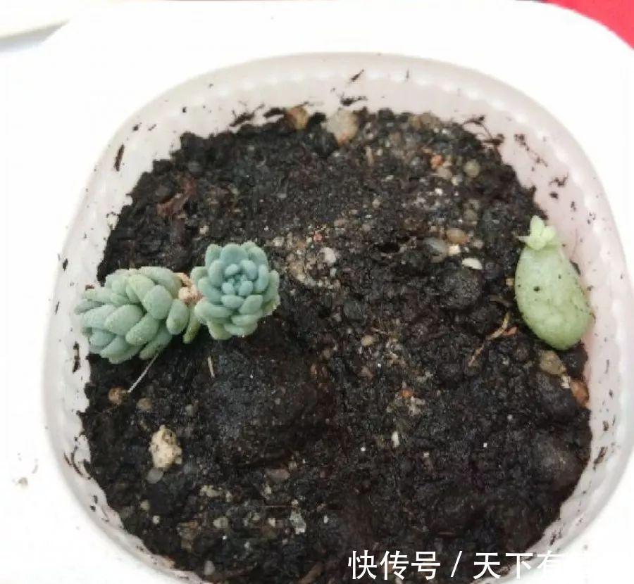 多肉狠心剃个头,呼呼长满小肉芽,20天就爆盆