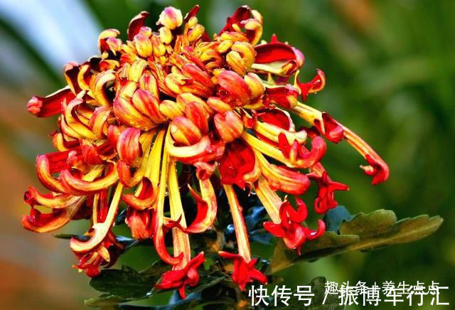 家里养花,不如养“珍奇名菊”火龙爪,似火焰飞舞,娇媚优雅