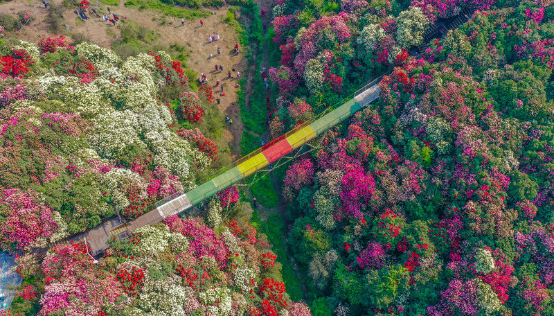 ［百里杜鹃］花开百里，只为遇见你