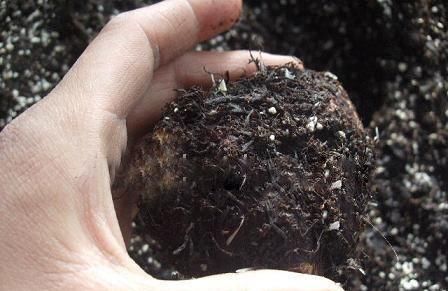 3种土，不要钱也别用来养花，养啥都长不好，白费力！