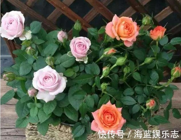 不会养花就买3种“便宜花”,几块钱1盆,年年开花不断,超漂亮