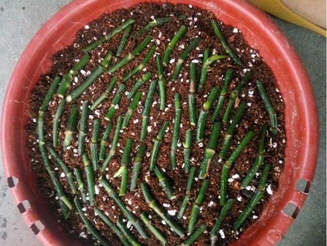 绿萝剁八段，埋土里就发芽，10天长出一茬苗