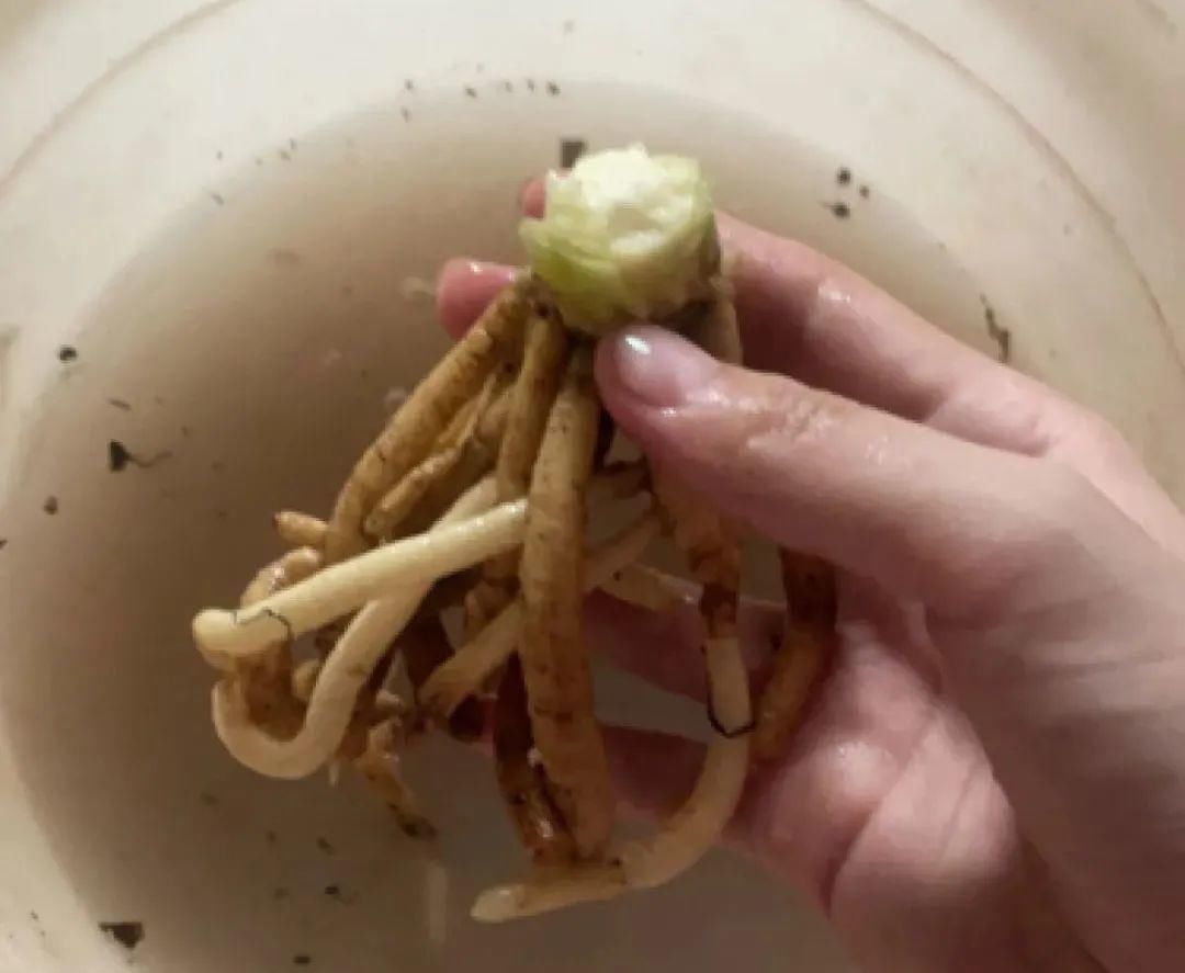 浇水|警惕秋老虎，别让你的花，度过夏天，却死在秋天