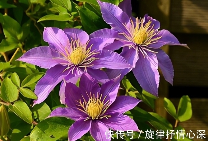 10种冬天会休眠的花,别急着扔了