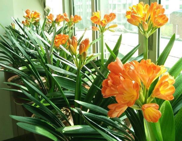 养花高手想要练成大神,处理这6件事就得游刃有余