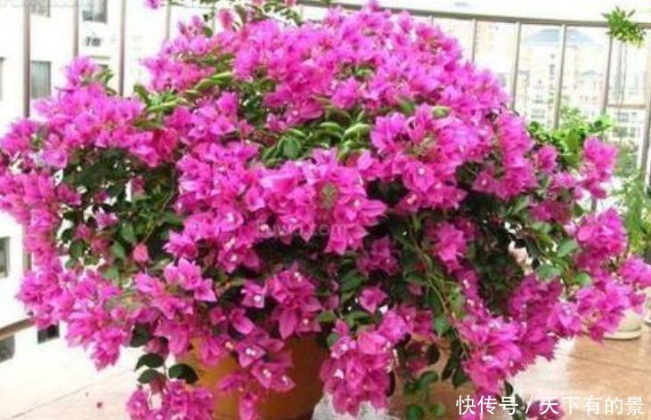 5种花寓意超好的,长寿、幸福又喜庆,好看好养开花多