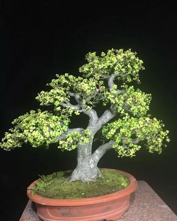 7种花公认好养,几乎养不死,看看你家有没有