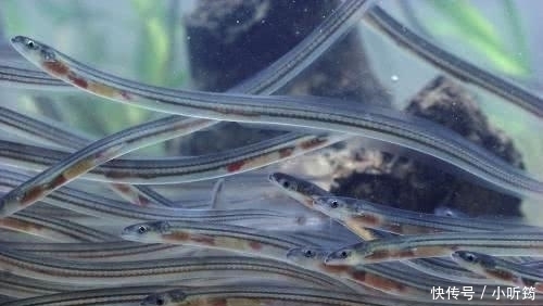 当地|曾在中国是猪饲料,如今在西班牙卖到1万一斤,成为当地土豪象征