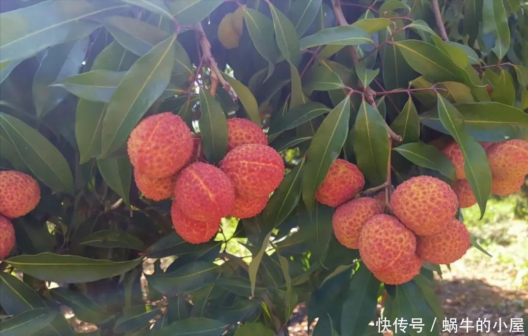 花盆|吃了荔枝核别扔，埋在花盆变盆栽，果子七八个，越热越长个