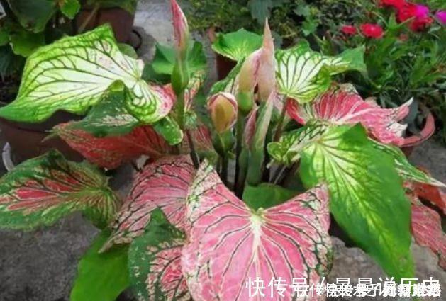 4种花自带财运，家里养一盆，招财纳福好运来，给点水就疯长！