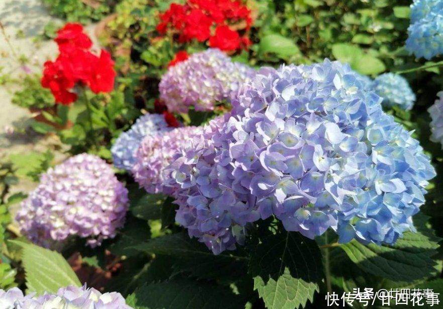 6种喜阴花，就怕太阳直晒，夏天来临之前，要及时转移