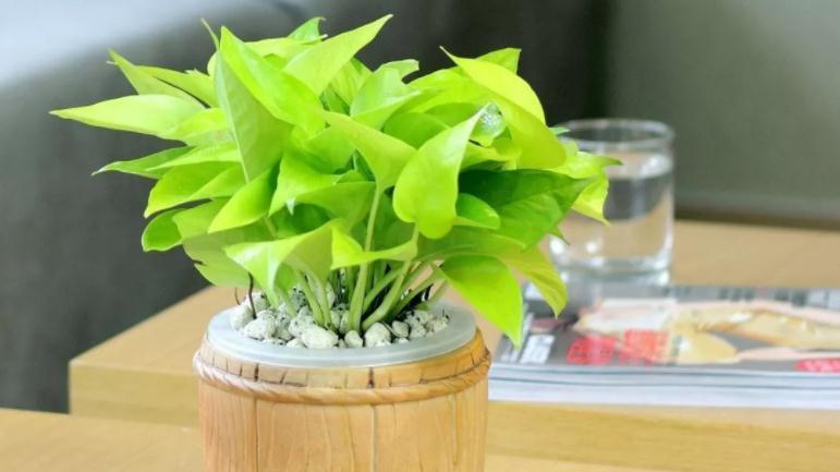 养花省钱高招：怎么利用养过花的土壤继续养花？