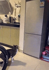 |搞笑GIF:主人,你的自动跑步机有点慢,能不能快点