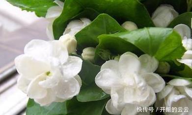 这些花，命太大，成桶成桶喝水，烈日下开花，开爆整个夏天