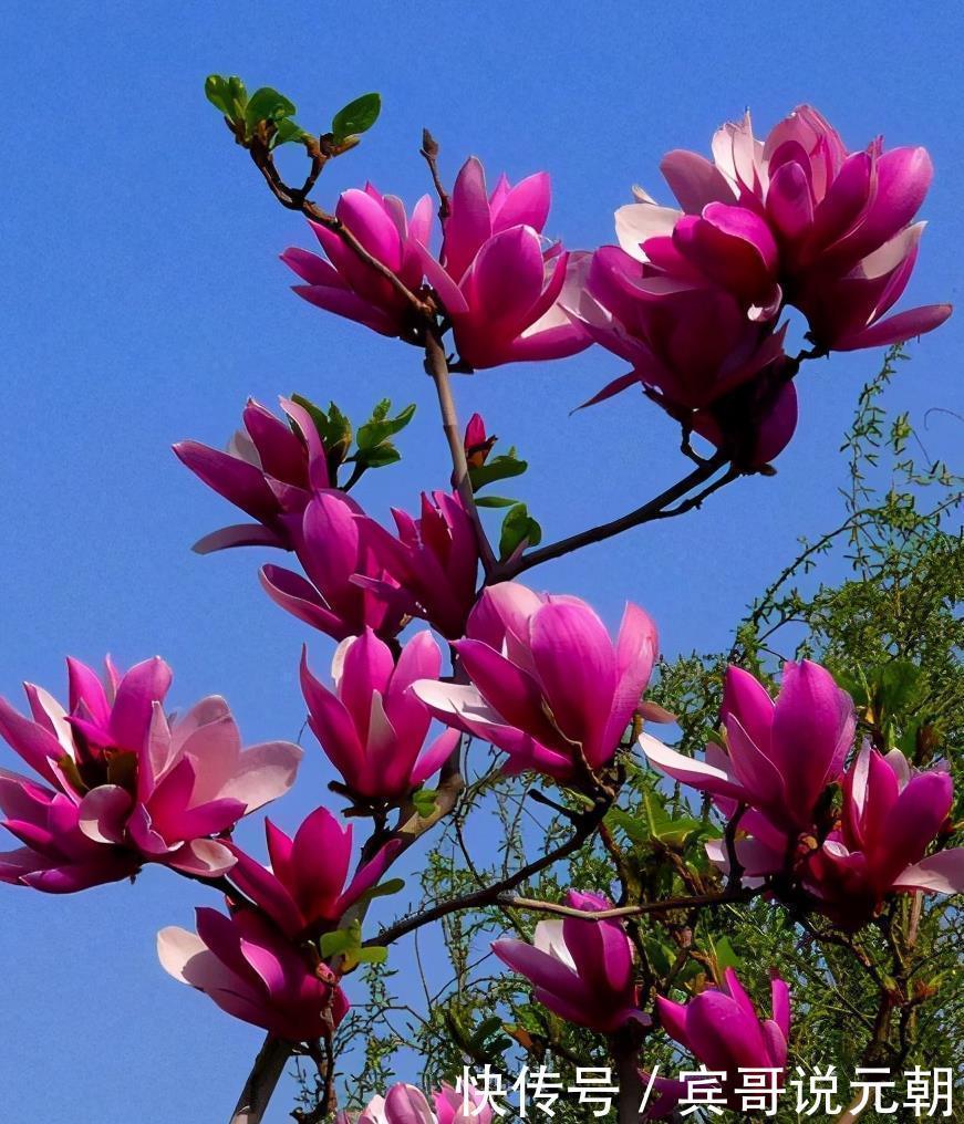 大色|4种自带“体香”的花，花大色艳香气足，阳台养一盆，人人闻香气