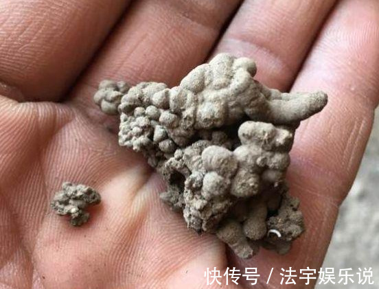 养花|淘米水啤酒水,真不如这种水,养花一绝,浇一盆旺一盆