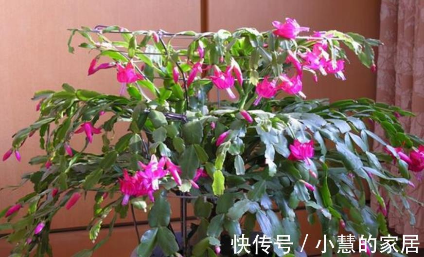 新芽|5种漂亮花,现在赶紧剪几刀,新叶新芽一起长,花朵轻松开满枝